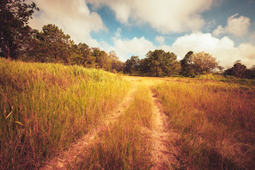 Obraz premium Vintage Road in the Field