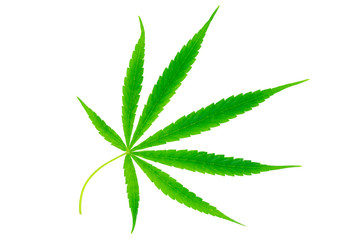 Hemp leaf isolated. Cannabis leaf isolated on white background  , Ganja , Marijuana