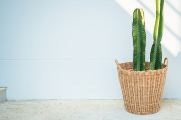 Decor Cactus in Weaved Basket