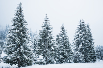 Bewitching stern panorama of tall fir trees