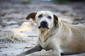 A dog Lying on the road waiting for the boss