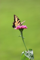butterfly on flower