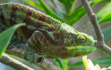 Caméléon