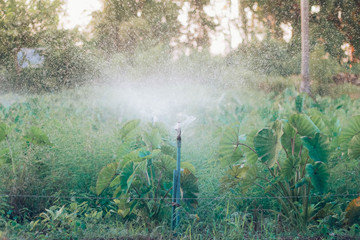 Organic Vegetables in organic farm. Vegetable farm, Water springier, spray watering to hydroponics organic vegetable farm.