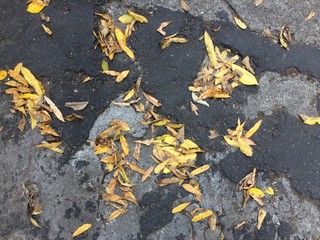 Dry leaves fall scattered on the ground