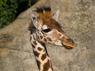 Girafe