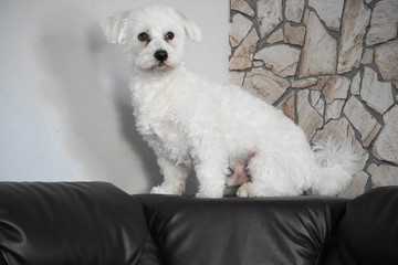Malteser, kleiner Hund