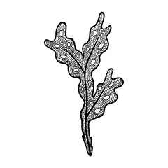 Vector illustration of hand drawn seaweed -  Fucus algae. Coloring page book anti stress for adult
