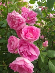 Flower background, roses pink in the garden