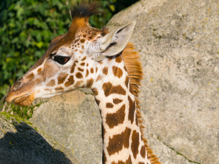 Girafe