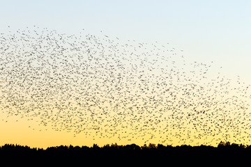 Large flock of Jackdaws birds in the dawn light over the woods