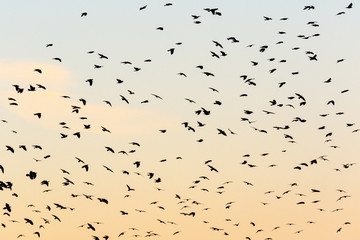 Evening sky with flying jackdaws