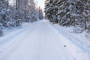 Forest road in a winter forest