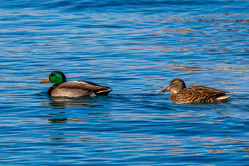 Mallard Pair
