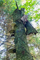 Broken tree trunk with polypore in the forest