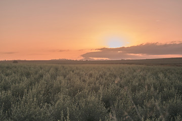 sunrise in an olive grove
