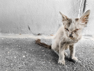 homeless hungry cat   © Ali Magsi