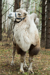 Obraz premium Cute white and brown two-Humped Camel in the autumn forest