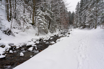 Winter forest in the Tatra Mountains. Olczyska Valley. Poland.
