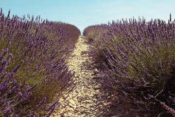 Beautiful field with lavender and sunflower flowers. French Provence near Valensole