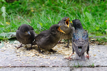 Junge Stare bei der Fütterung