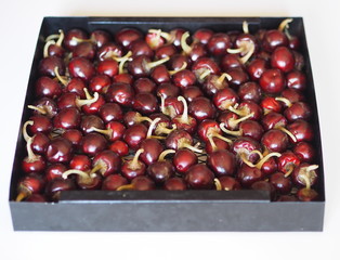 Hot chili peppers are dried on a black wire rack from the dryer
