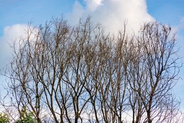 Old Dry Tree in Autumn