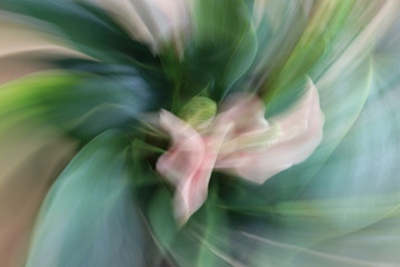 Flowery abstraction