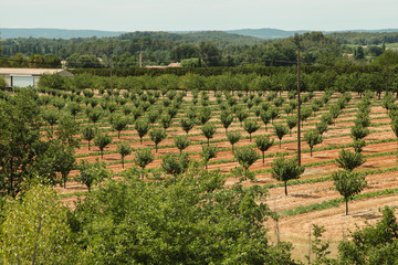 Fototapeta na wymiar Beautiful Vineyard in France, Provence. Horizontal shot.