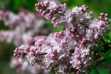 natural beauty with macro of purple lilac, botanical blurry backyard