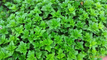 Fototapeta premium background of green leaves