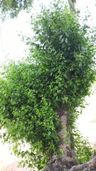 leaves of a tree on green background