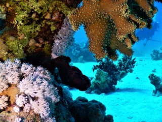 Morze czerwone koral brąz nurkowanie podwodne