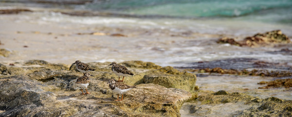 beautiful seascape of the caribbean