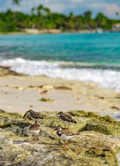 beautiful seascape of the caribbean