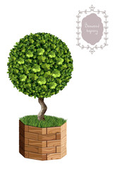 Fototapeta na wymiar Isolated boxwood topiary in a wooden flower pot, garden plant, vector background. English boxwood, evergreen dwarf shrubs. Shrub for landscape.