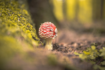 Amanita muscaria, commonly known as the fly agaric or fly amanita, is a basidiomycete of the genus...