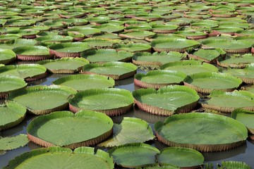 Beautiful Giant Victoria waterlily lotus pattern in the garden pool with sun light background 
