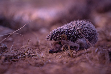 hedgehog in grass