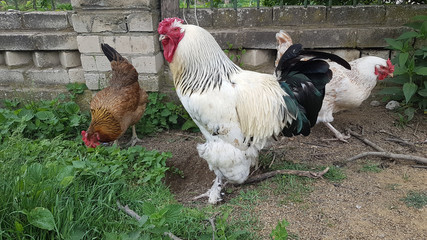 Homemade chickens in the village cultivated in environmentally friendly conditions