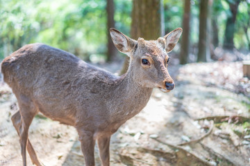Naklejka na ściany i meble Beautiful Nara Deer at Nara city, Japan. Nara park is a famous place landmark to see wild animals deer idea for rest relax enjoy lifestyle