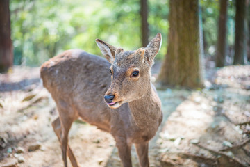 Beautiful Nara Deer at Nara city, Japan. Nara park is a famous place landmark to see wild animals  deer idea for rest relax enjoy lifestyle