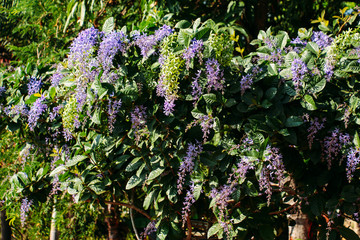 Obraz premium blue flowers on a background