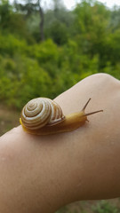 Cute snail warmed by the spring sun