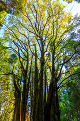 下合瀬の大カツラ