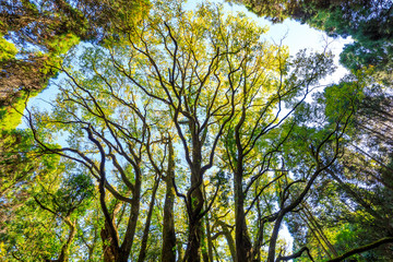 下合瀬の大カツラ