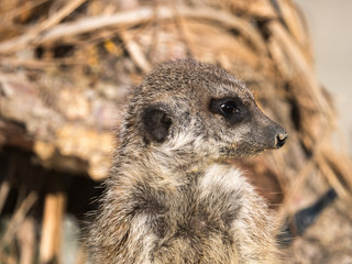 Suricate