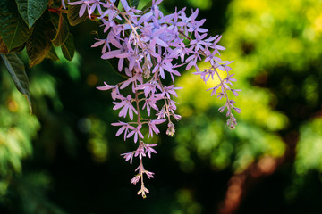 blue flowers on a background