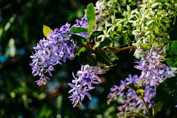 blue flowers on a background