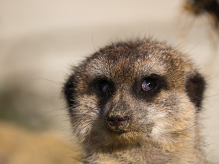 Suricate